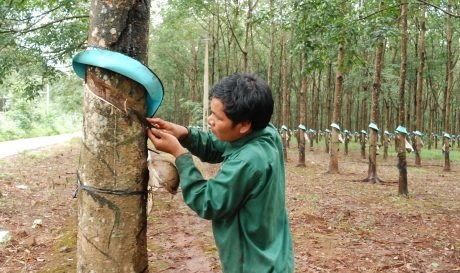 Cao su Ea H’leo: Sản lượng khai thác cao nhất từ trước đến nay